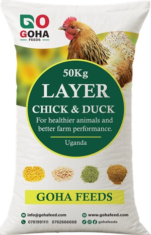 Dairy Feed
